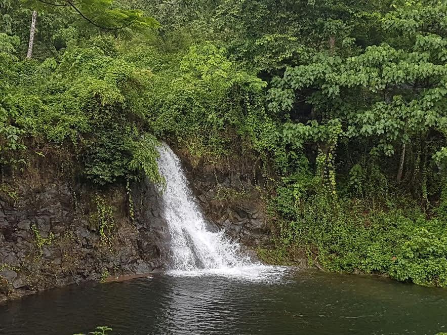 Athirapally Green Trees Athirappilly Εξωτερικό φωτογραφία
